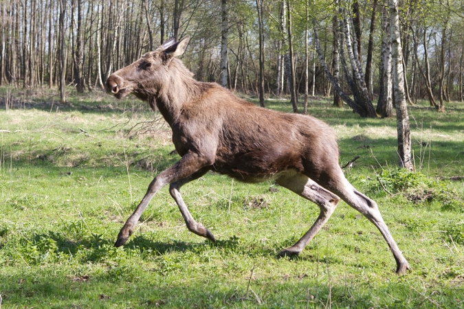 Svarstoma atsisakyti briedžių medžioklės limitų