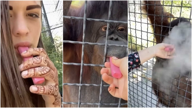 Šokiruojantis vaizdo įrašas: moteris orangutanui davė rūkyti elektroninę cigaretę