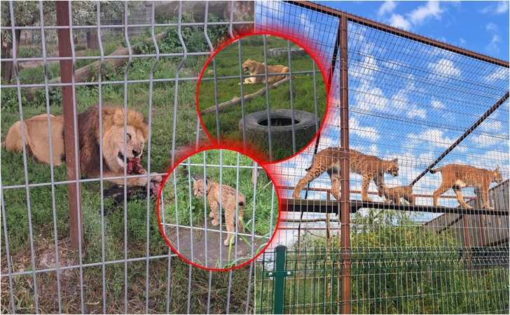 Klaipėdos zoologijos sodas