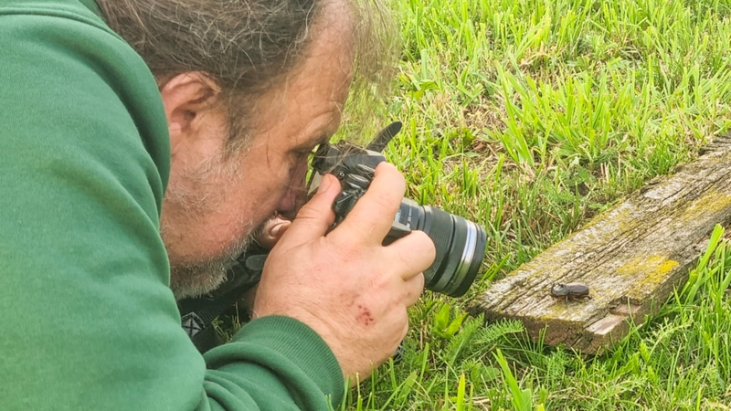Įspūdis: fotografijoje vabalas raganosis atsiskleidžia visu savo grožiu, dėl tokio kadro fotografui teko gulinėti Gargždų centre, nepaisant praeivių nuostabos. 