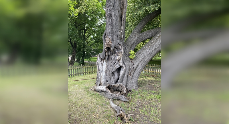 Situacija: atskilo ir ant žemės nuvirto dar vienas nemenkas Storosios liepos kamieno gabalas.