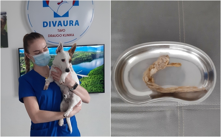 Degustacija: šuneliui Bugajui polietileninio maišelio degustacija baigėsi klinikoje. Laimei, jį pašalinti pavyko be skalpelio. 