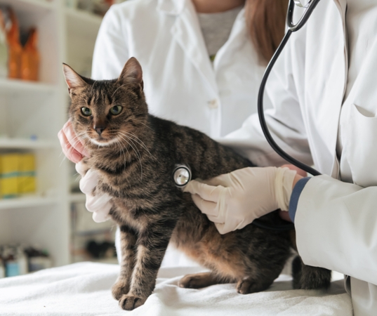 Dėmesys: jeigu jūsų katinas pasižymi itin dideliu apetitu, tačiau jam krenta svoris, laikas apsilankyti pas veterinarijos gydytojus. 