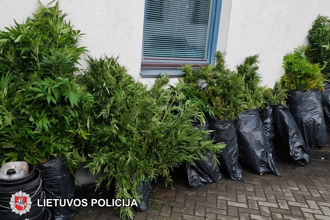 Sulaikyti kanapių augintojai: daugiabučio rūsyje buvo įrengę daiginimo laboratoriją
