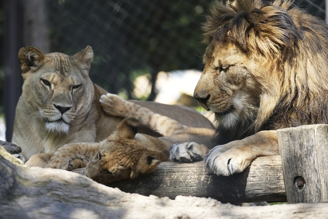Šeimyna: gamtoje išnykusių berberinių liūtų jauniklius, žaidžiančius šalia savo tėvų Khalilos ir Barto, galima išvysti Dvūr Kralovės zoologijos sode, Čekijoje.