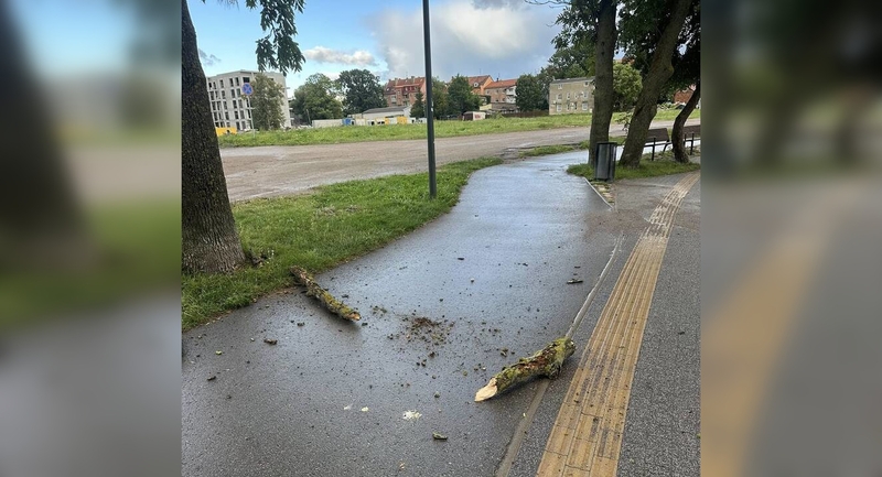 Šokiravo: supuvusios šakos vos nepražudė klaipėdietės – toks pavojus gali grėsti kiekvienam praeiviui.