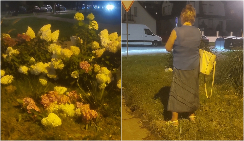 Pastebėjo: pagyvenusi moteris užfiksuota skinanti svetimas gėles jau sutemus.