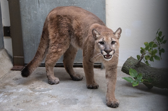 Pietryčių Estijos miškuose netoli Latvijos sienos pastebėta puma