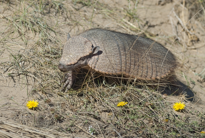 Holivudo istorija Kaune: Zoologijos sode – nauja žvaigždė