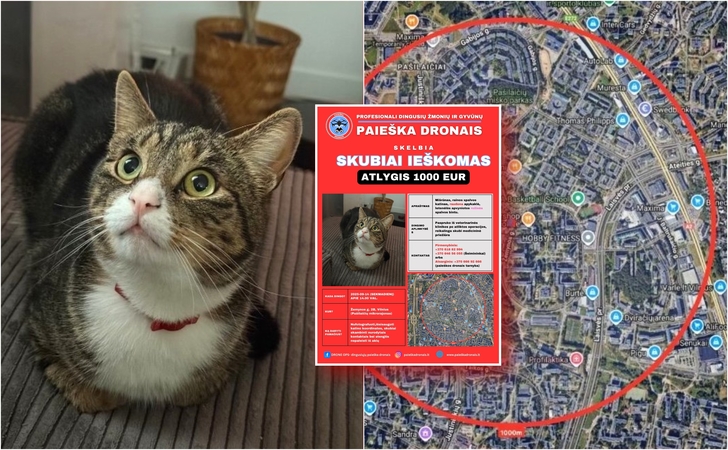 Mieste paskelbta masinė katino paieška: pasitelkti net dronai