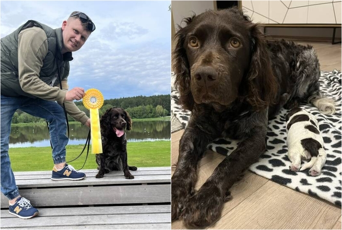  Pasiekimai: V. Parapijonavičius su vokiečių putpelinių spanielių veislės kalyte Smilga pelnė ne vieną aukščiausią apdovanojimą.