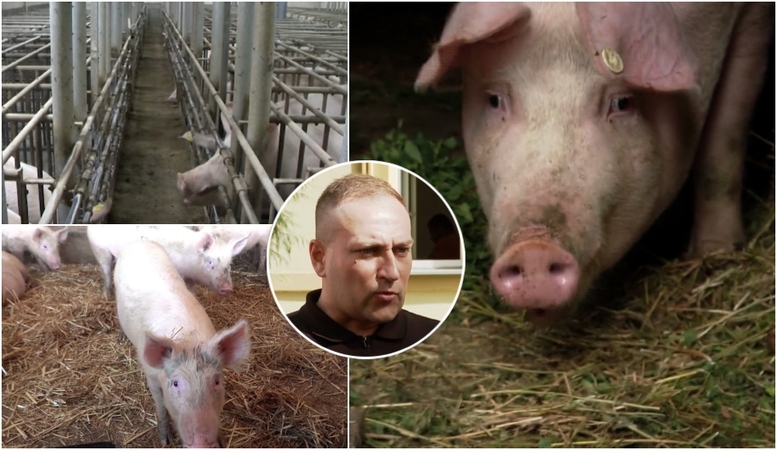 Pavojingas virusas smogė didžiausiai kiaulių fermai: įtariamas sabotažas