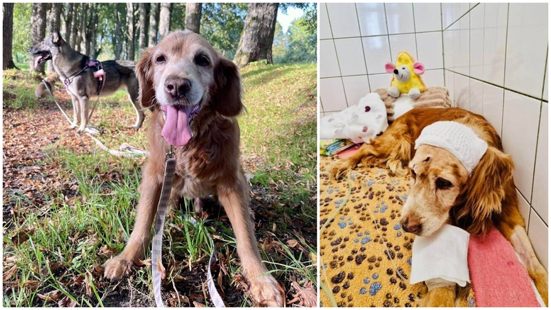 Kaip laikosi žiauriai sužalotas ir gyvas užkastas šunelis Gausas?