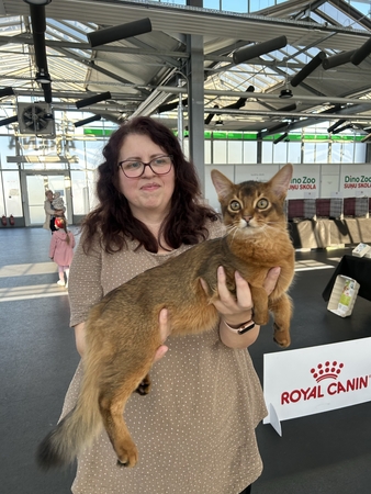 Dydis: suaugę Somalio katinai sveria apie 4–5 kg, patelės – 3–4 kg.