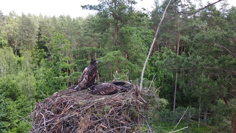 Vietos: paukščių ir žuvų turtingi vandens telkiniai ir juos supantys miškai – jūrinių erelių buveinės.