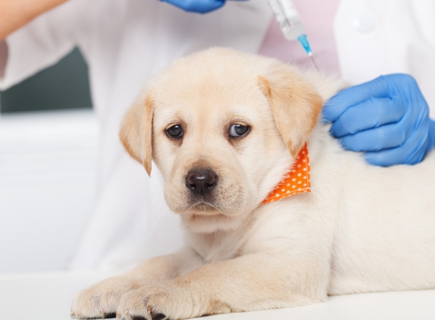 Rizika: veterinarai įspėja, kad pasiutligės grėsmė niekur nedingo, todėl augintinius skatina skiepyti reguliariai.