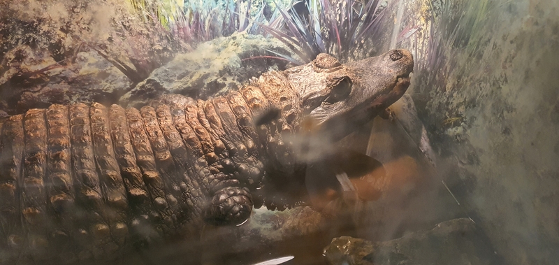 Neteisėtai laikomas krokodilas.