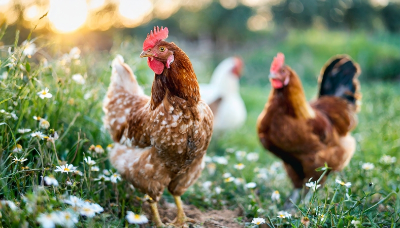  Produktas: vištiena patinka daugeliui; tai dažnas sveiko gyvenimo būdo šalininkų, vaikus auginančių šeimų pasirinkimas.