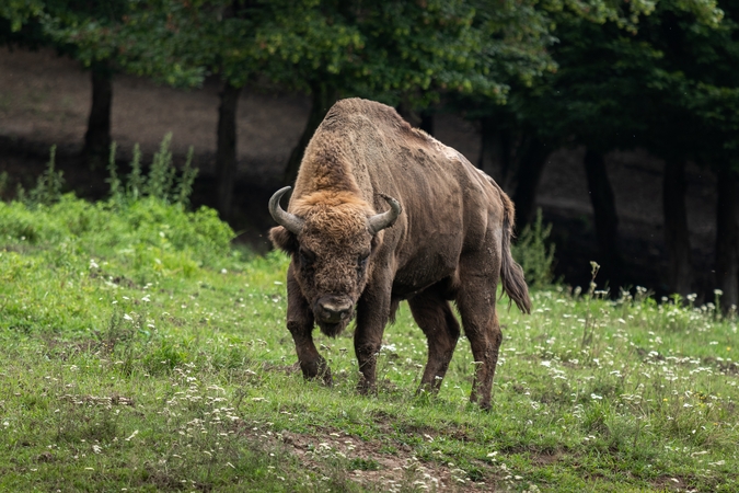 Skirtingos lyties stumbrų dvyniai Dzūkijoje – pirmasis toks atvejis Europoje