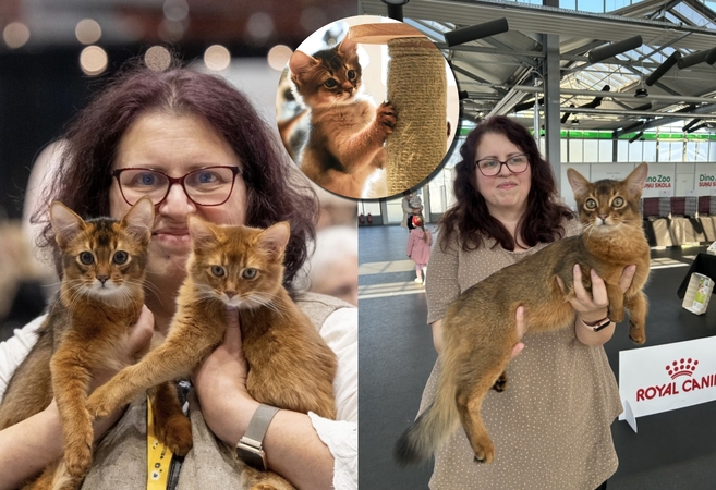 Dydis: suaugę Somalio katinai sveria apie 4–5 kg, patelės – 3–4 kg.