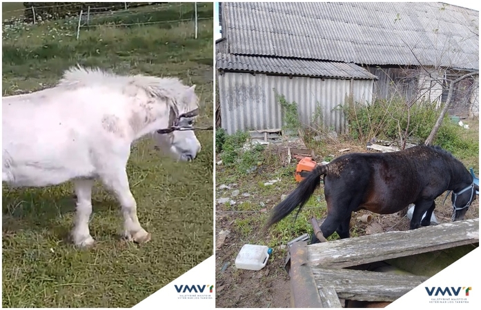  VMVT įspėja: poniai – ne žaislai 