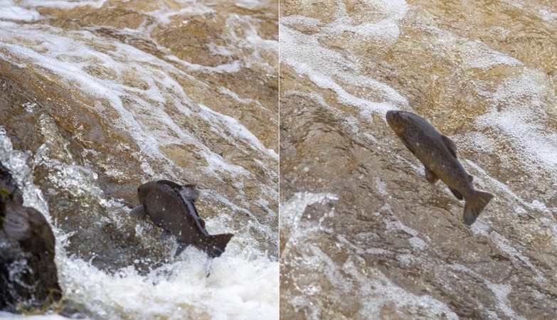 Neryje neršia lašišos – ką svarbu žinoti?