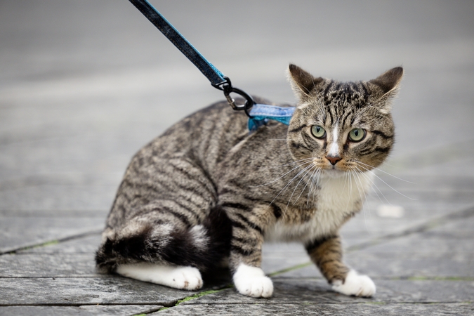 Kauniečių diena (2025-10-29)