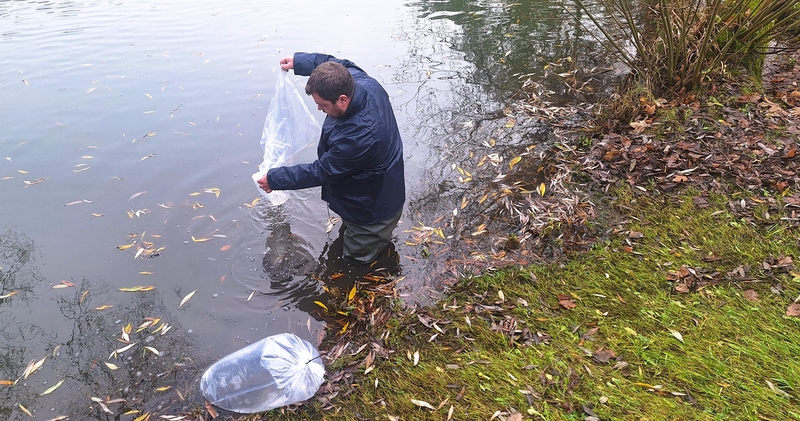 Šeši Kretingos rajono tvenkiniai įžuvinti lydekomis