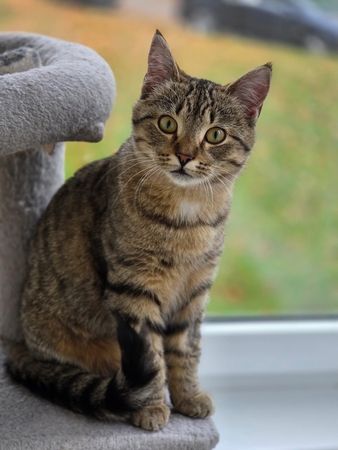 Likimas: nors Nonai su pirmąja šeimininke nepasisekė, dabartinė jos globėja viliasi, kad atsiras didelę širdį turinčių žmonių, kuriems ši katytė taps geriausia drauge.