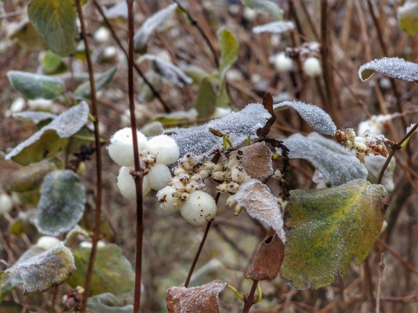 Sinoptikai: užfiksuota pati šalčiausia naktis šį rudenį 