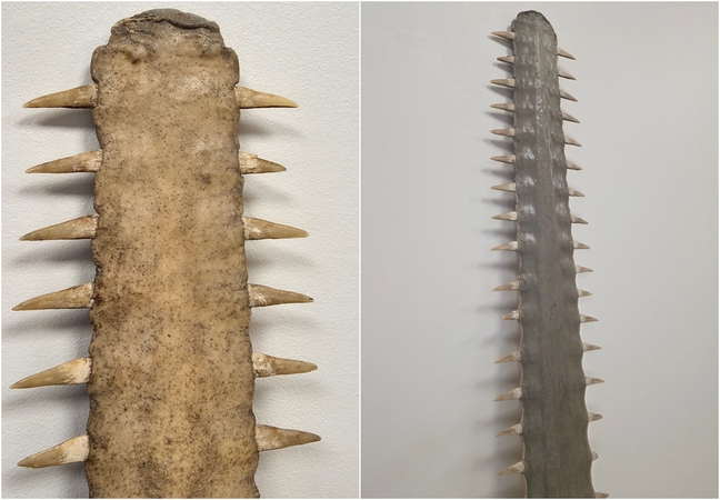 Pjūklažuvės dalį pardavinėjusiam vilniečiui gresia bauda iki 3,8 tūkst. eurų