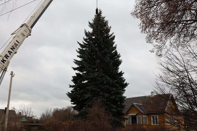 Kauno Kalėdų eglės pjovimas