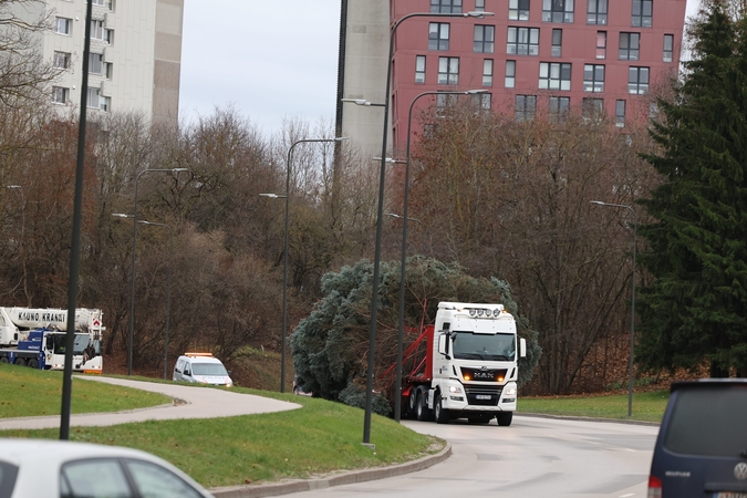 Kauno Kalėdų eglės kelionė po miestą