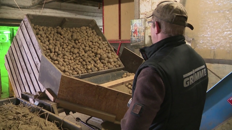 Rekordinis derlius virto katastrofa: ūkininkai naikina bulves