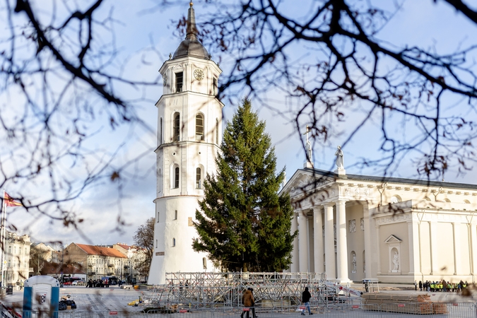 Vilniaus Kalėdų eglė jau Katedros aikštėje