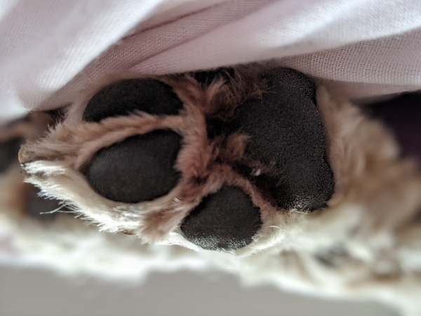 Už žiaurų elgesį su šunimis – draudimas laikyti gyvūnus dešimt metų