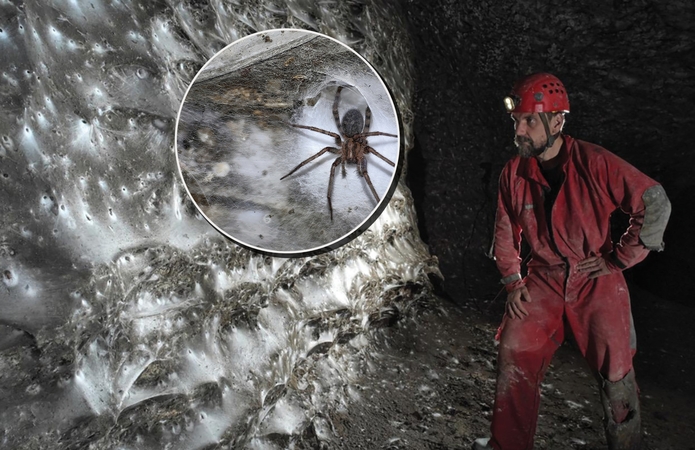 Mokslininkai atrado didžiausią žinomą voratinklių tinklą pasaulyje