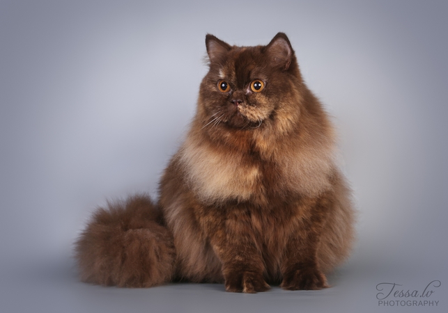 Retos trumpauodegės ir mėlynplaukės katės – Raudondvaryje