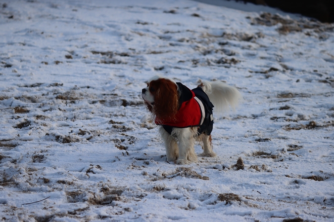 Prognozės: Klaipėdos gyventojų laukia šaltoka savaitė su nedideliais temperatūros svyravimais.