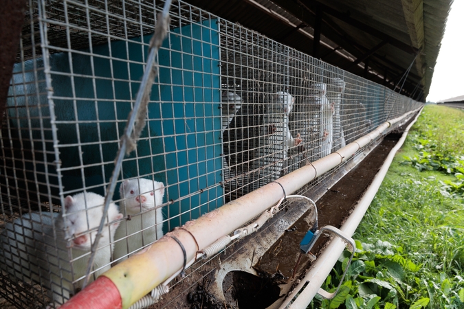 Žingsnis: teismas skyrė ekspertizę, kad būtų įvertinta žala dėl kailinių žvėrelių ūkių naikinimo.