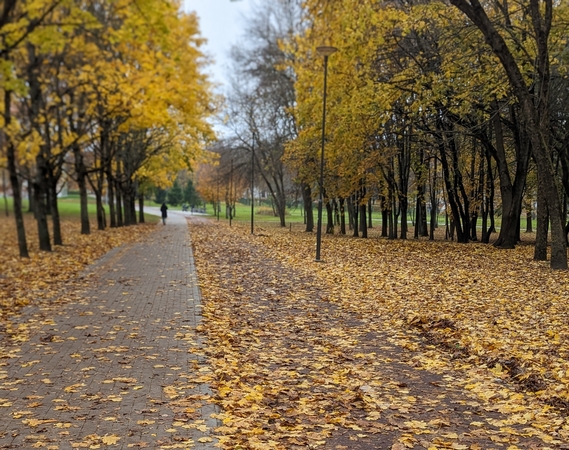 Nemalonu: paslydus ant šlapių lapų, veikiausiai lauktų skaudžios pasekmės.