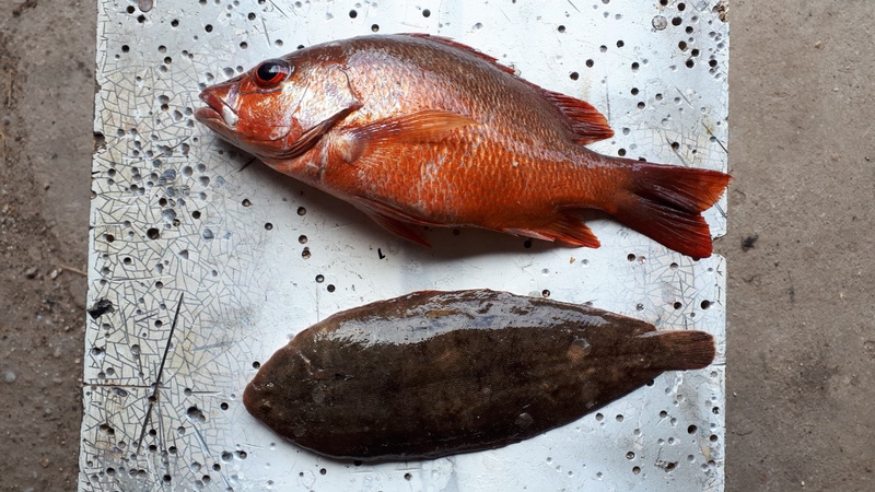 Nuotraukos: mokslininkai tiria iš Ramiojo vandenyno vakarinės pakrantės atklydusį raudonąjį mangrovinį ešerį (viršuje) ir jūrų liežuvį (apačioje).