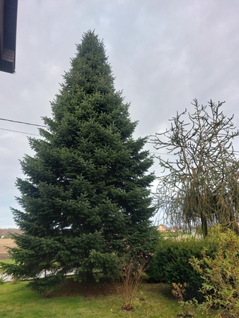 Išrinktoji: šiemet Klaipėdos Kalėdų eglutė atkeliaus iš Vėžaičių.