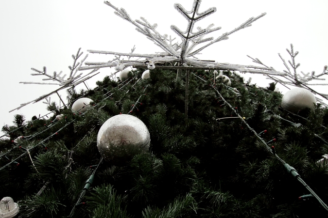 Procesas: jau greitai paaiškės, kuri eglutė papuoš Teatro aikštę.