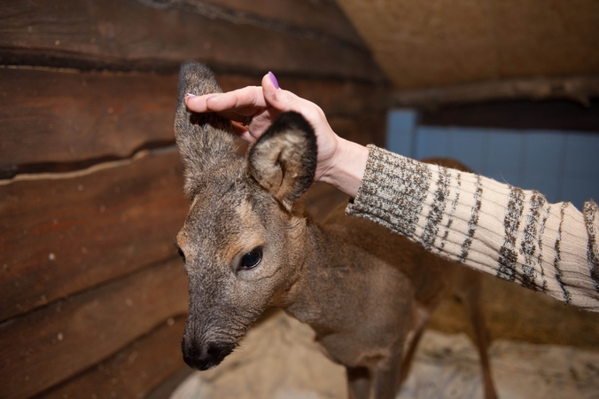 Būsenos: laukiniai gyvūnai neretai atsiduria netikėtose situacijose, tuomet jiems prisireikia žmogaus pagalbos ir globos.