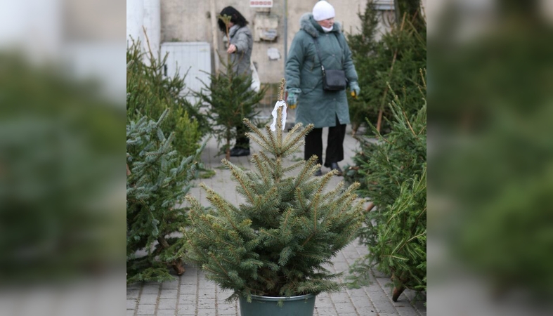 Pasiūla: nors iki Kalėdų dar pusantro mėnesio, klaipėdiečiai jau rezervuoja ir pardavėjų prašo atgabenti į namus kalėdines egles ar kėnius.