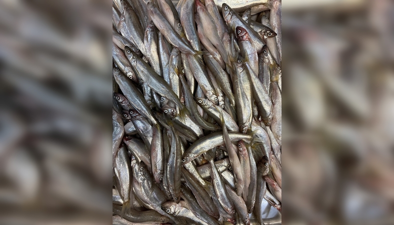 Kvapas: klaipėdiečiai, vos įėję į turgų, jau gali užuosti šviežiais agurkais kvepiančias stintas.