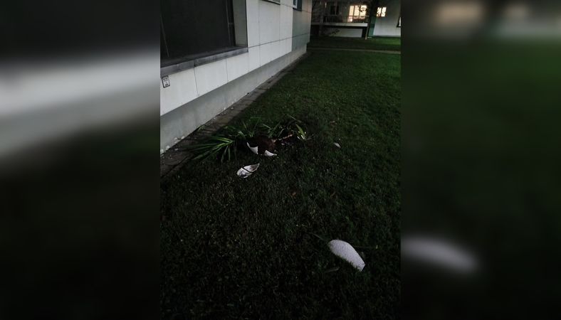 Puošmenos: po kaimyno siautėjimo gyventojai laiptinę puošusias gėles rado išmestas pro langą.