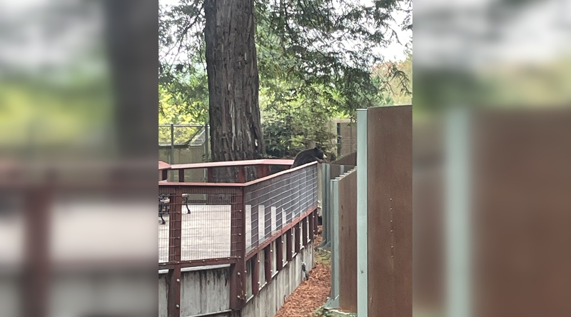 Įvykis: koks buvo laukinio lokio apsilankymo tikslas zoologijos sode, galima tik spėlioti.