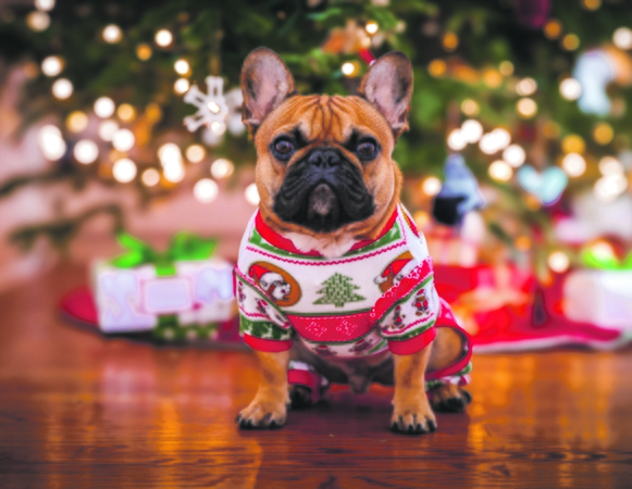 Puošyba: lengvai dūžtančios puošmenos, dirbtinis sniegas, spygliai, lempučių girliandos, įvairios juostelės, dovanų popieriaus atraižos – pasirūpinkite, kad visa tai netaptų augintinio per klaidą nurytu užkandžiu.